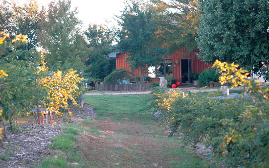 
The view is serenely beautiful as one glances through the blackberry bramble to the family’s farmhouse.
